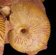 Stunning Cluster of Macrocephalites Ammonites #11487-3